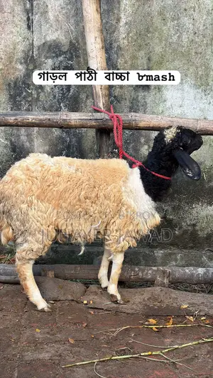 Farm-ready Sheep