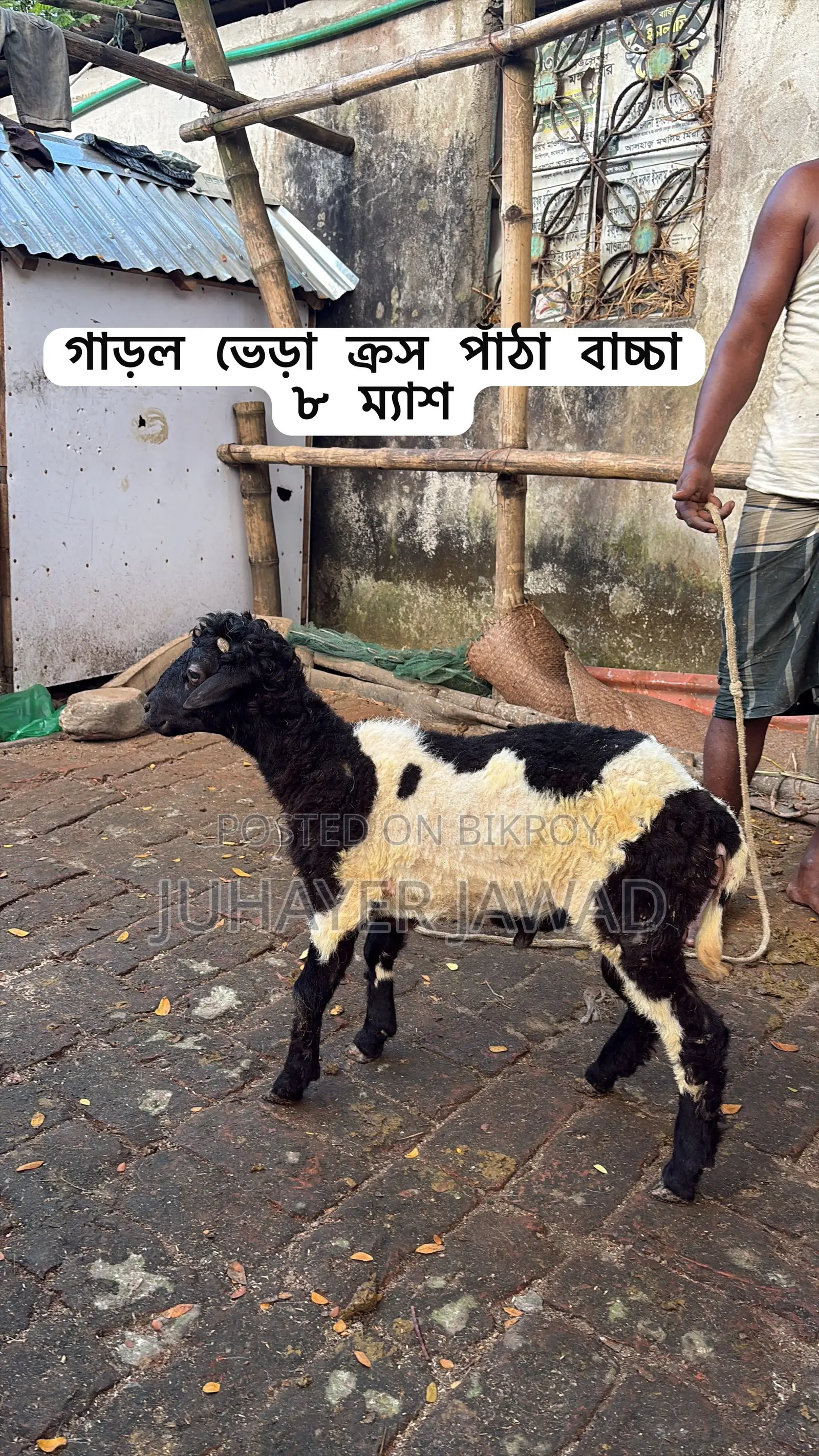 Farm-ready Sheep