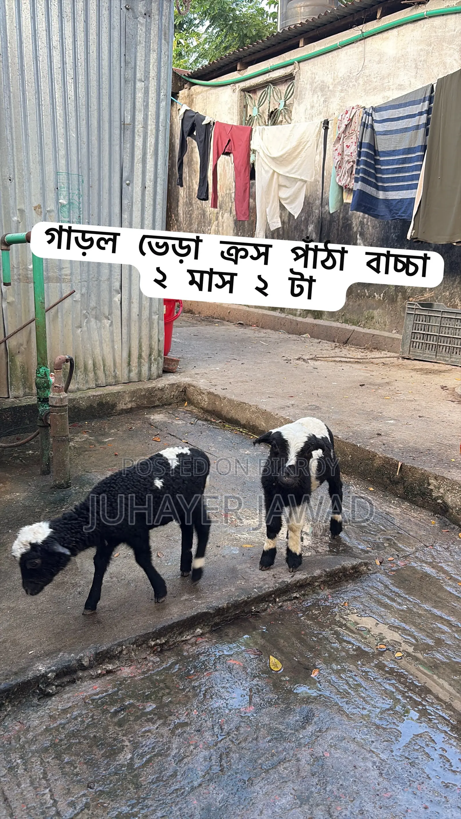 Farm-ready Sheep