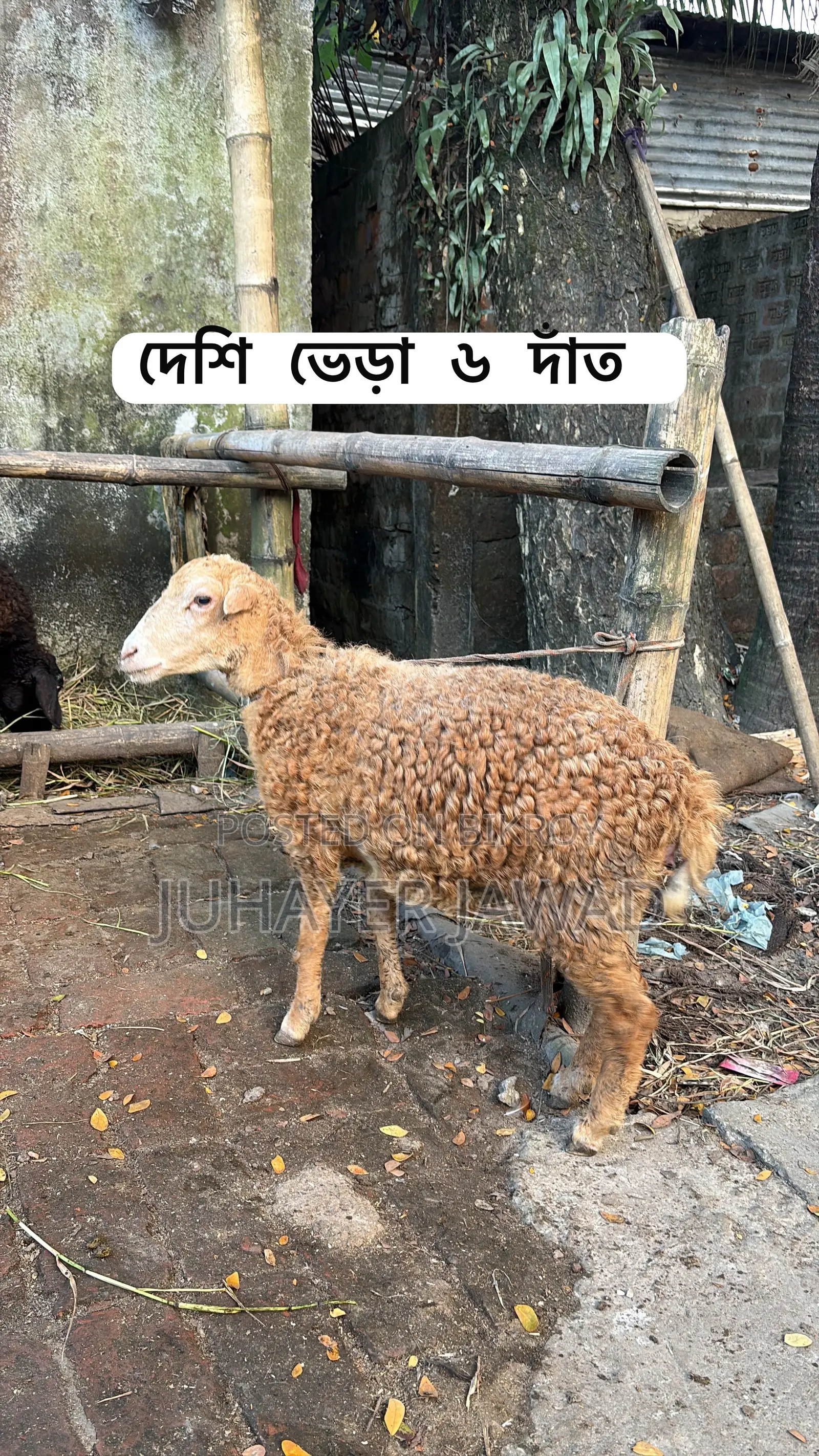 Farm-ready Sheep
