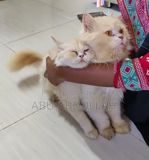 ১+ বছরের নারী খাঁটি পার্সিয়ান