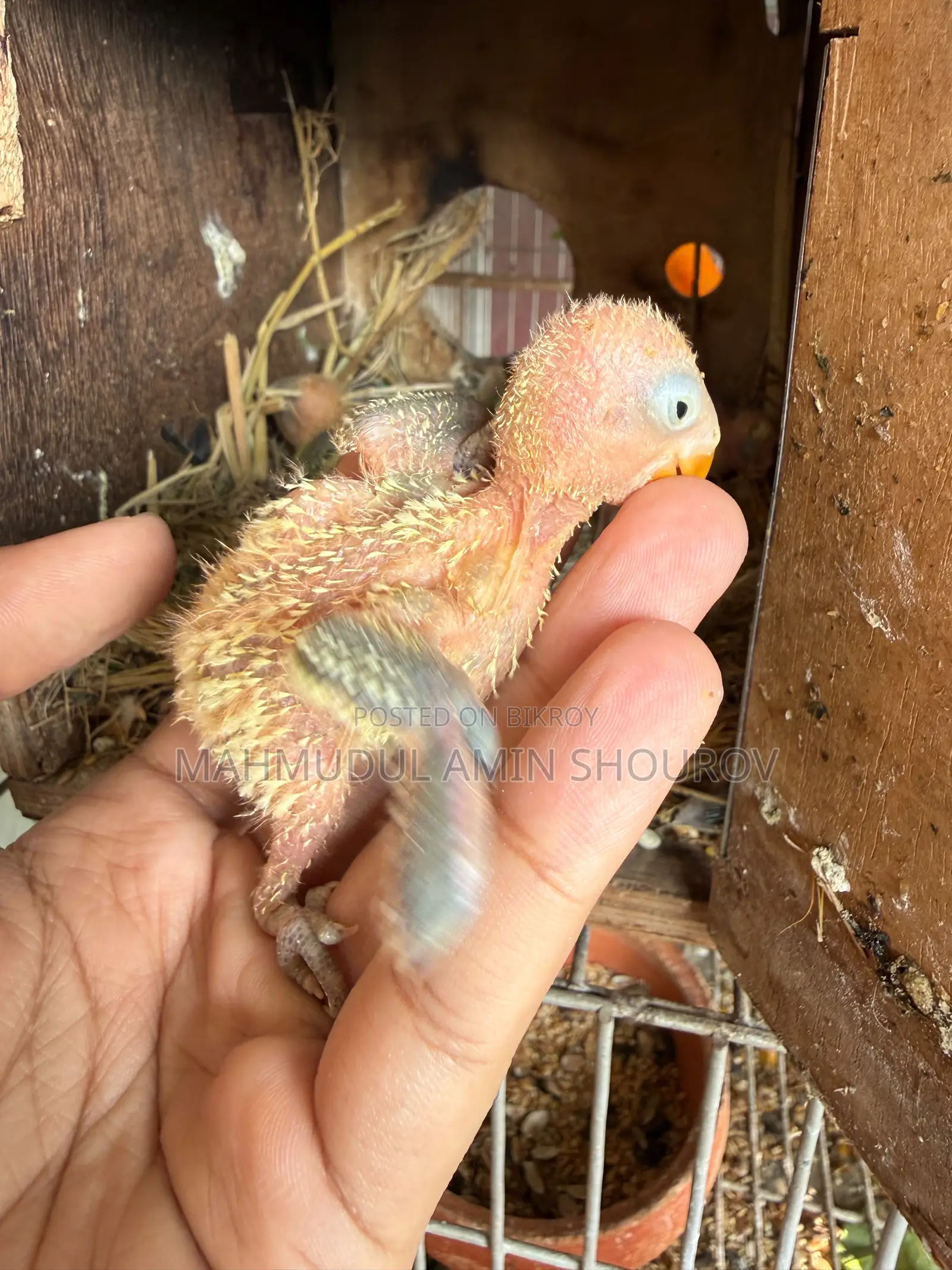 Green Opline Tame Size Baby