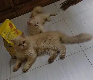 ১+ বছরের নারী খাঁটি পার্সিয়ান