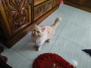 ১+ বছরের নারী খাঁটি পার্সিয়ান