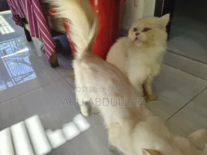 ১+ বছরের নারী খাঁটি পার্সিয়ান