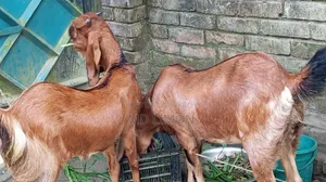Improved breed Totapuri and cross female goat