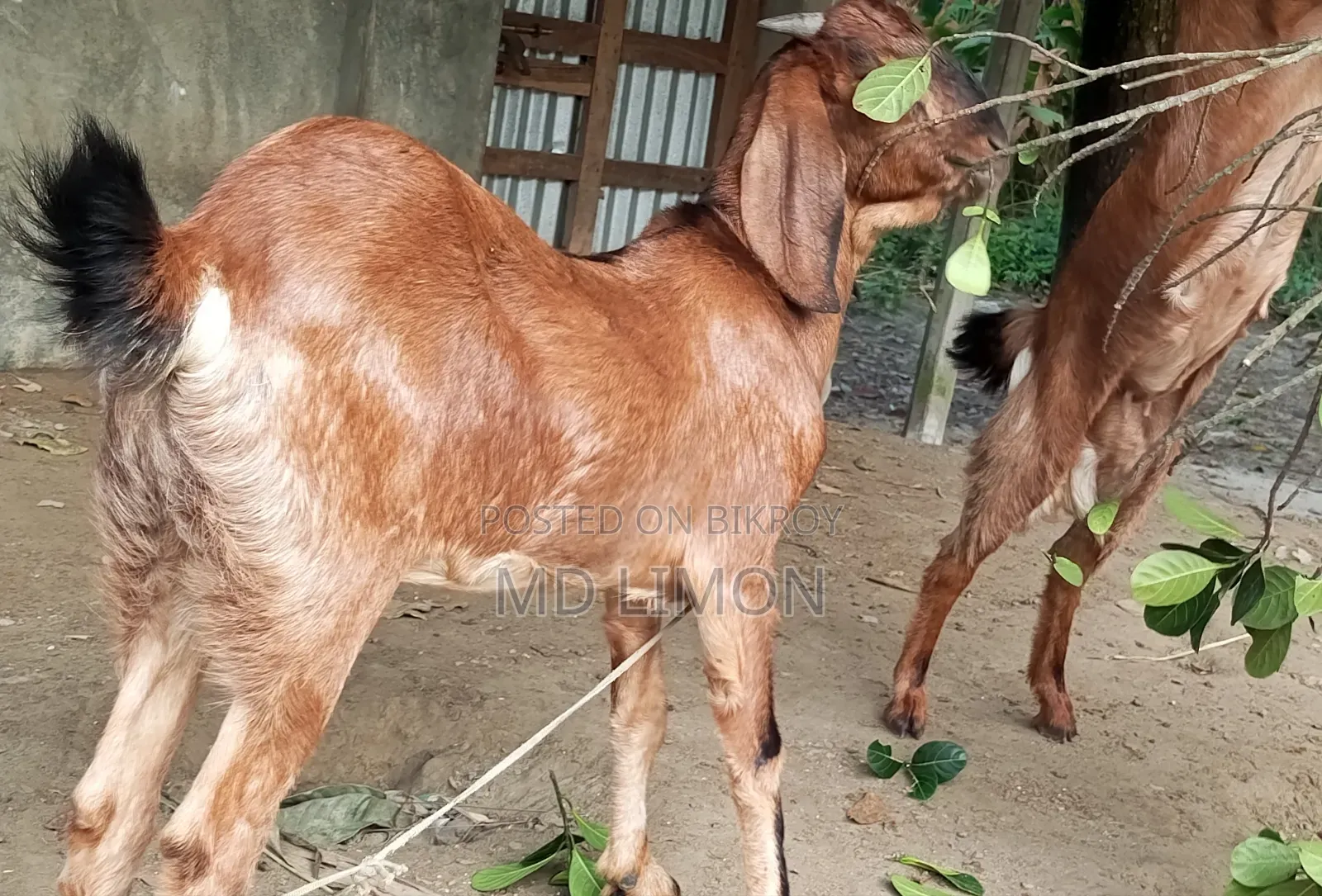 Improved breed Totapuri and cross female goat