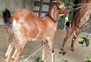 Improved breed Totapuri and cross female goat