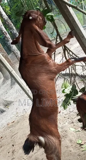 Improved breed Totapuri and cross female goat