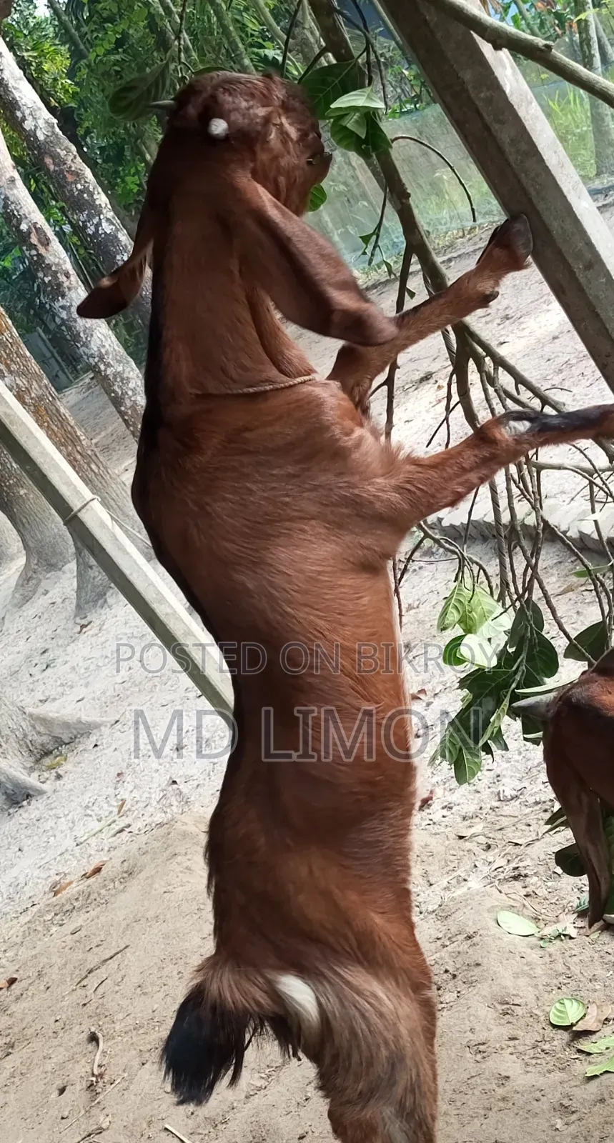 Improved breed Totapuri and cross female goat