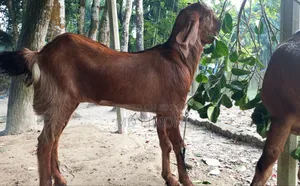 Improved breed Totapuri and cross female goat