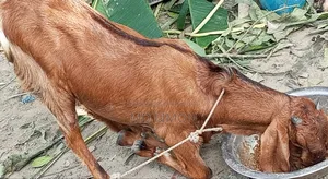 Improved breed Totapuri and cross female goat