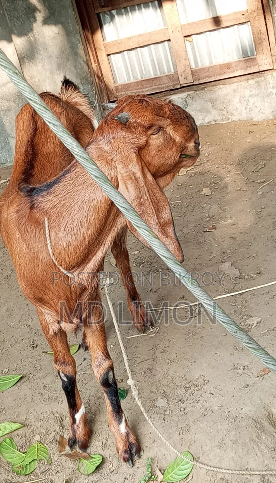 Improved breed Totapuri and cross female goat