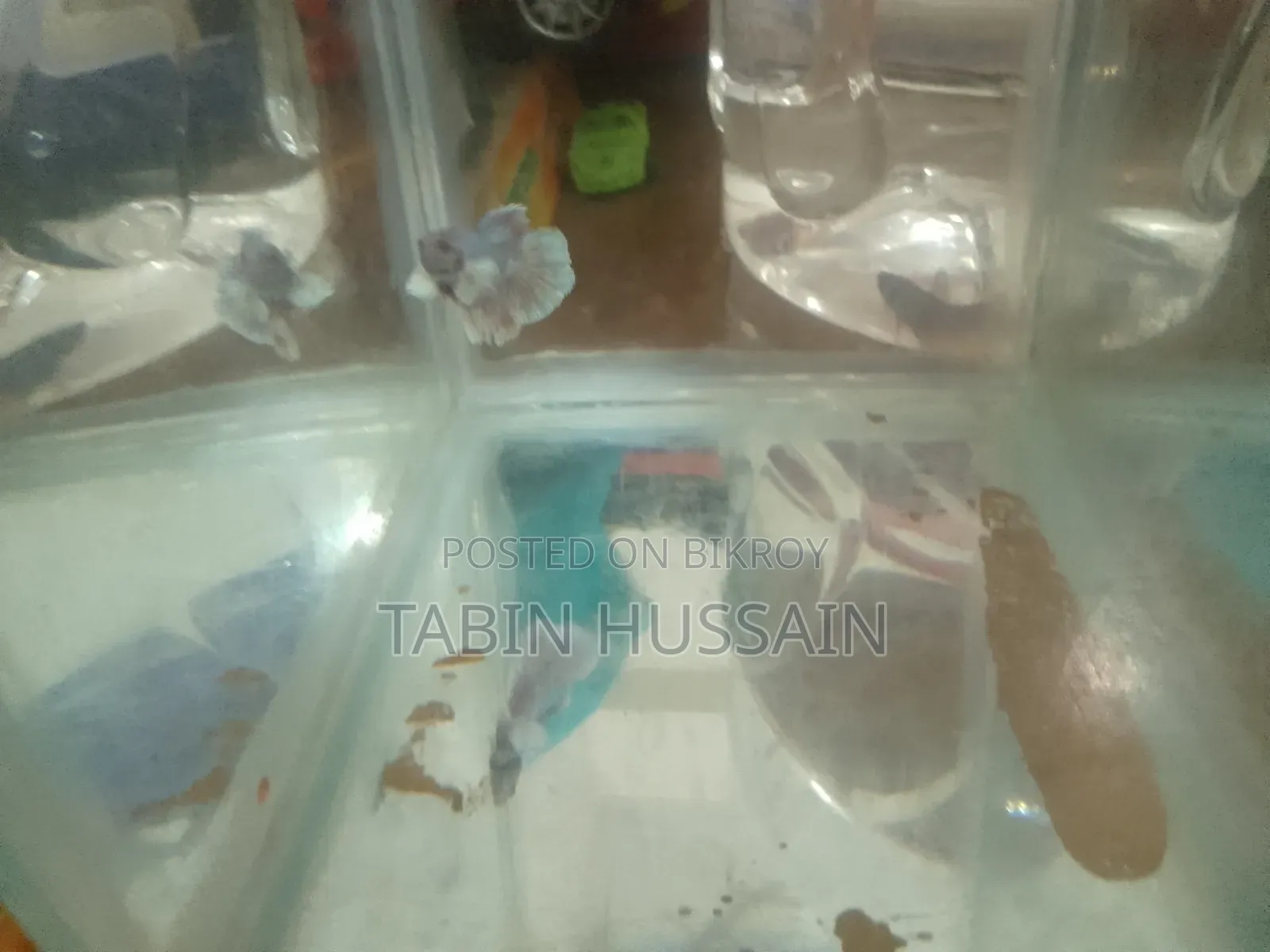 ডাম্বো ইয়ার বেটা মাছ