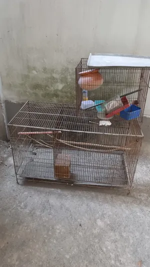 Bird Cage