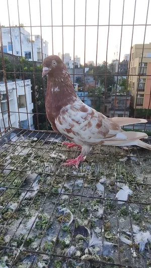 Full Fresh Pigeon