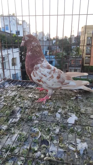 Full Fresh Pigeon