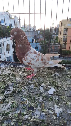 Full Fresh Pigeon