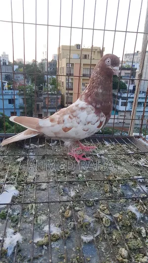 Full Fresh Pigeon