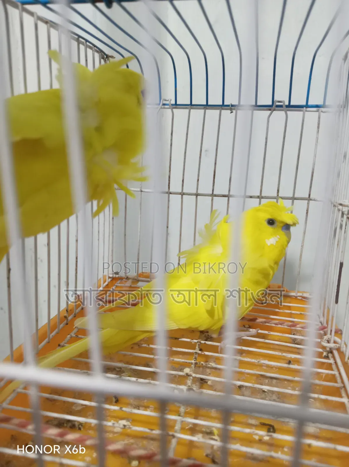 A pair of running Lootno GP pigeons will be sold.