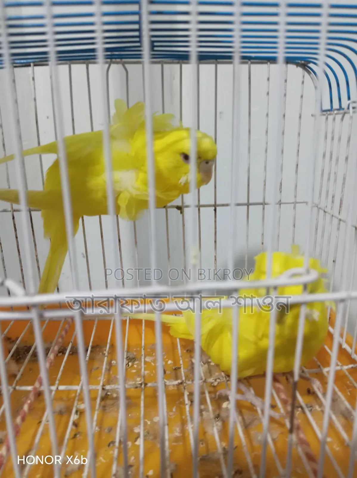 A pair of running Lootno GP pigeons will be sold.