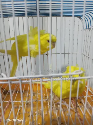 A pair of running Lootno GP pigeons will be sold.