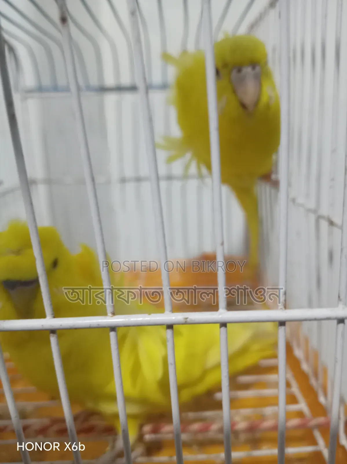 A pair of running Lootno GP pigeons will be sold.