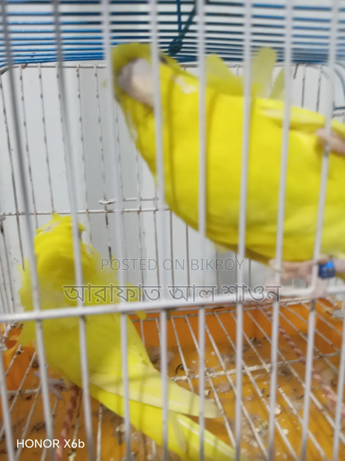 A pair of running Lootno GP pigeons will be sold.