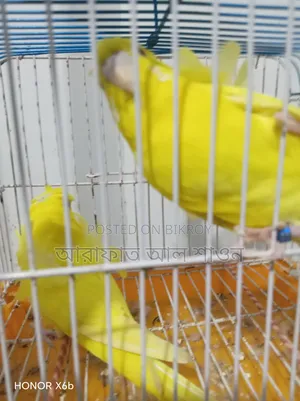 A pair of running Lootno GP pigeons will be sold.