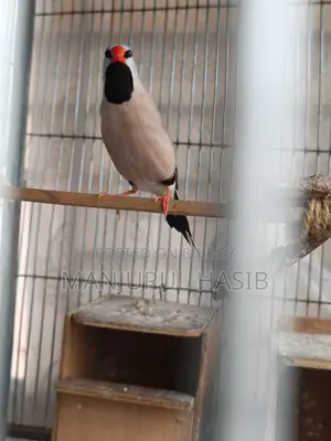 Long Tail Finch Male
