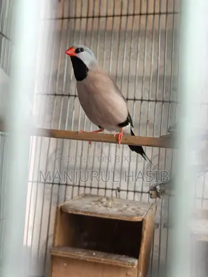 Long Tail Finch Male