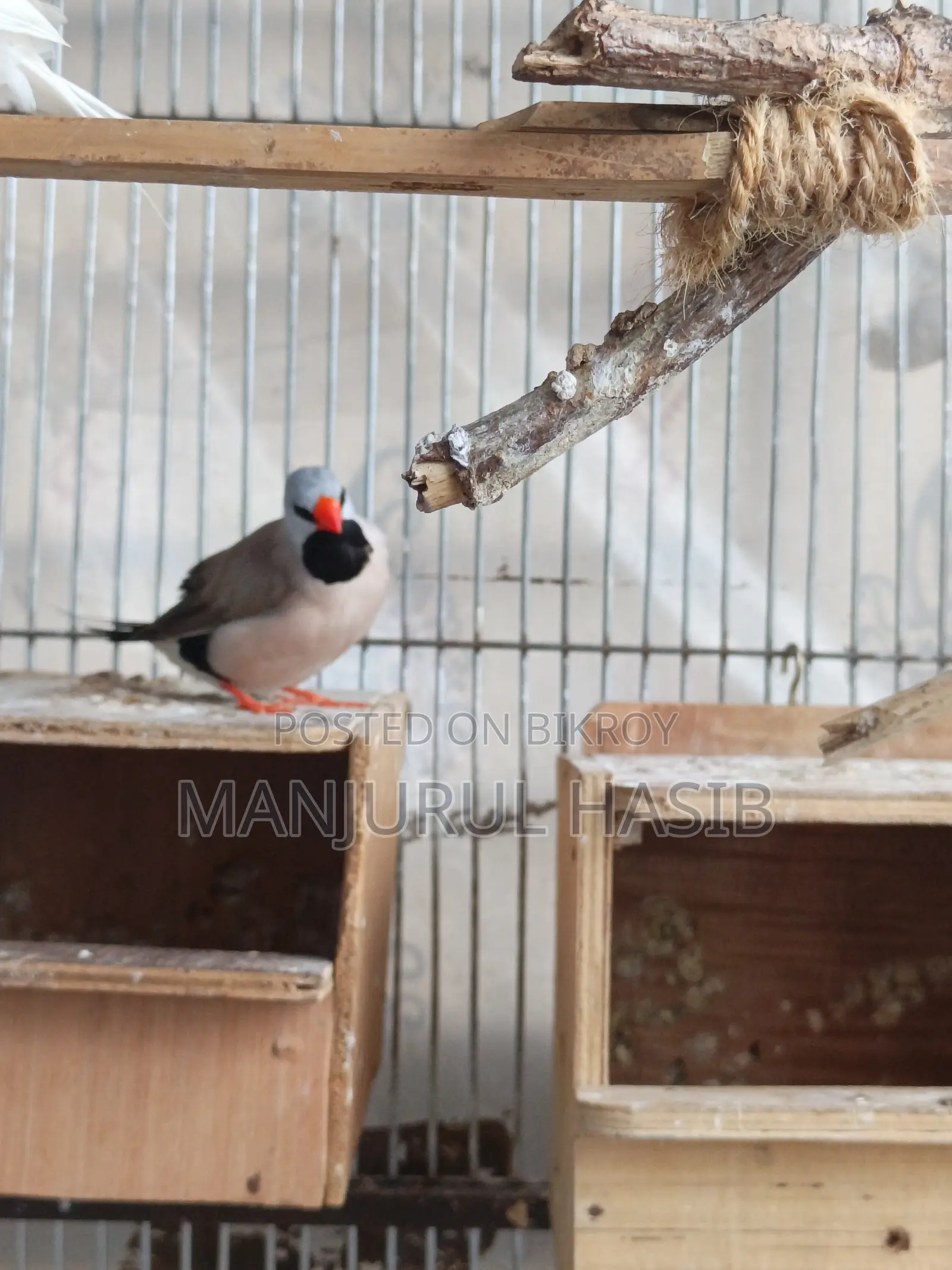Long Tail Finch Male