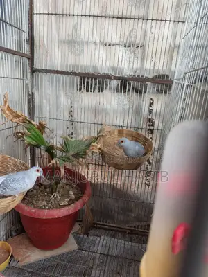 Dimond Dove Running Female