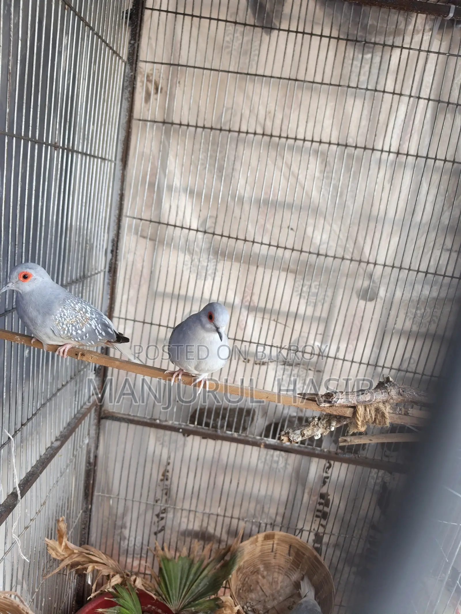 Dimond Dove Running Female
