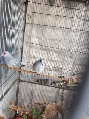 Dimond Dove Running Female