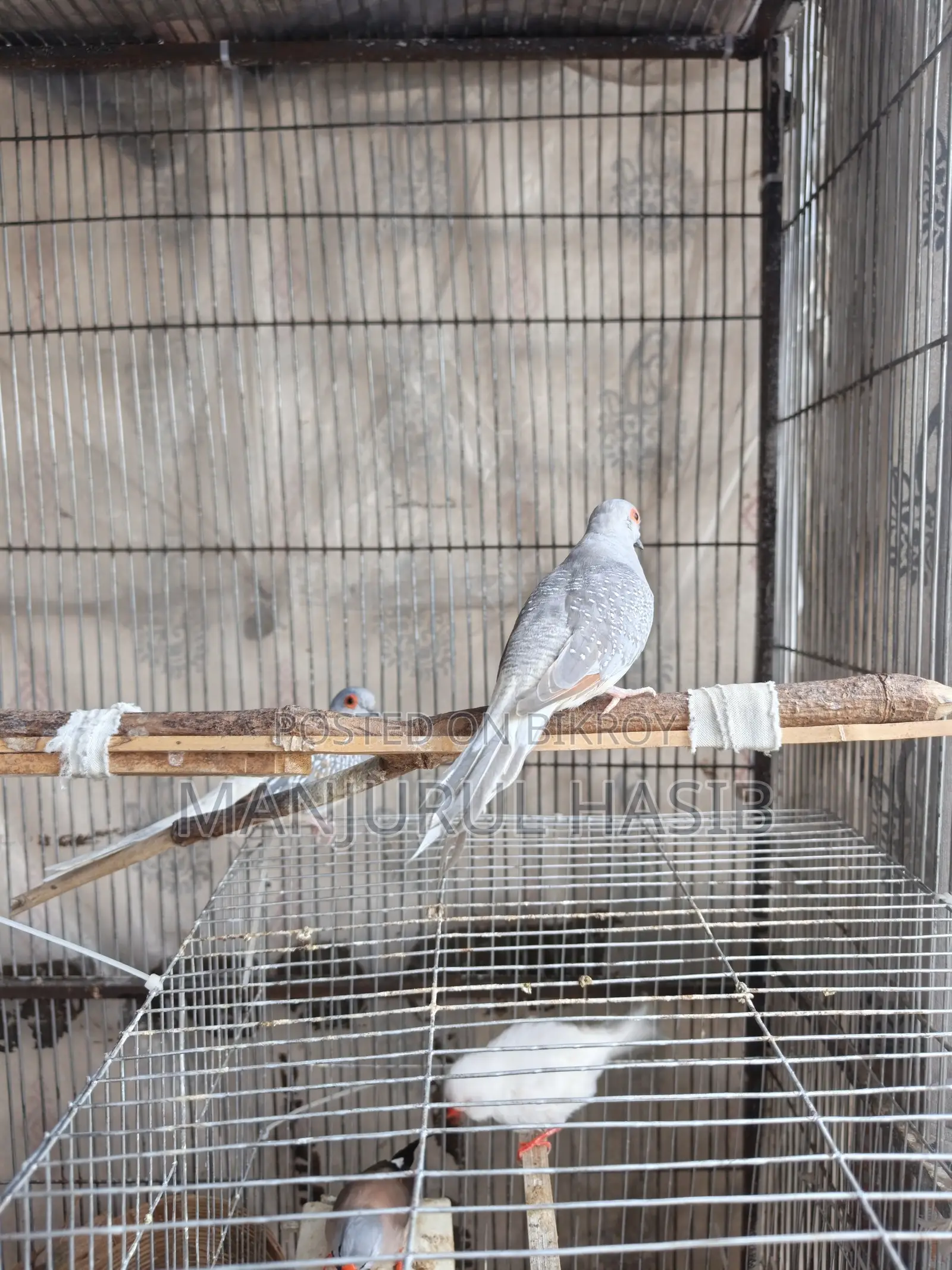 Dimond Dove Running Female