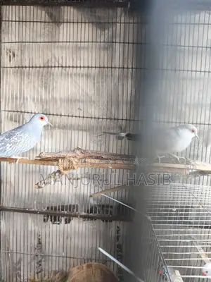 Dimond Dove Running Female