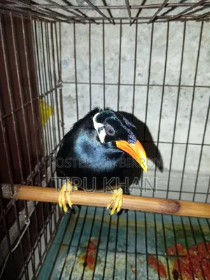 Moyna Pakhi