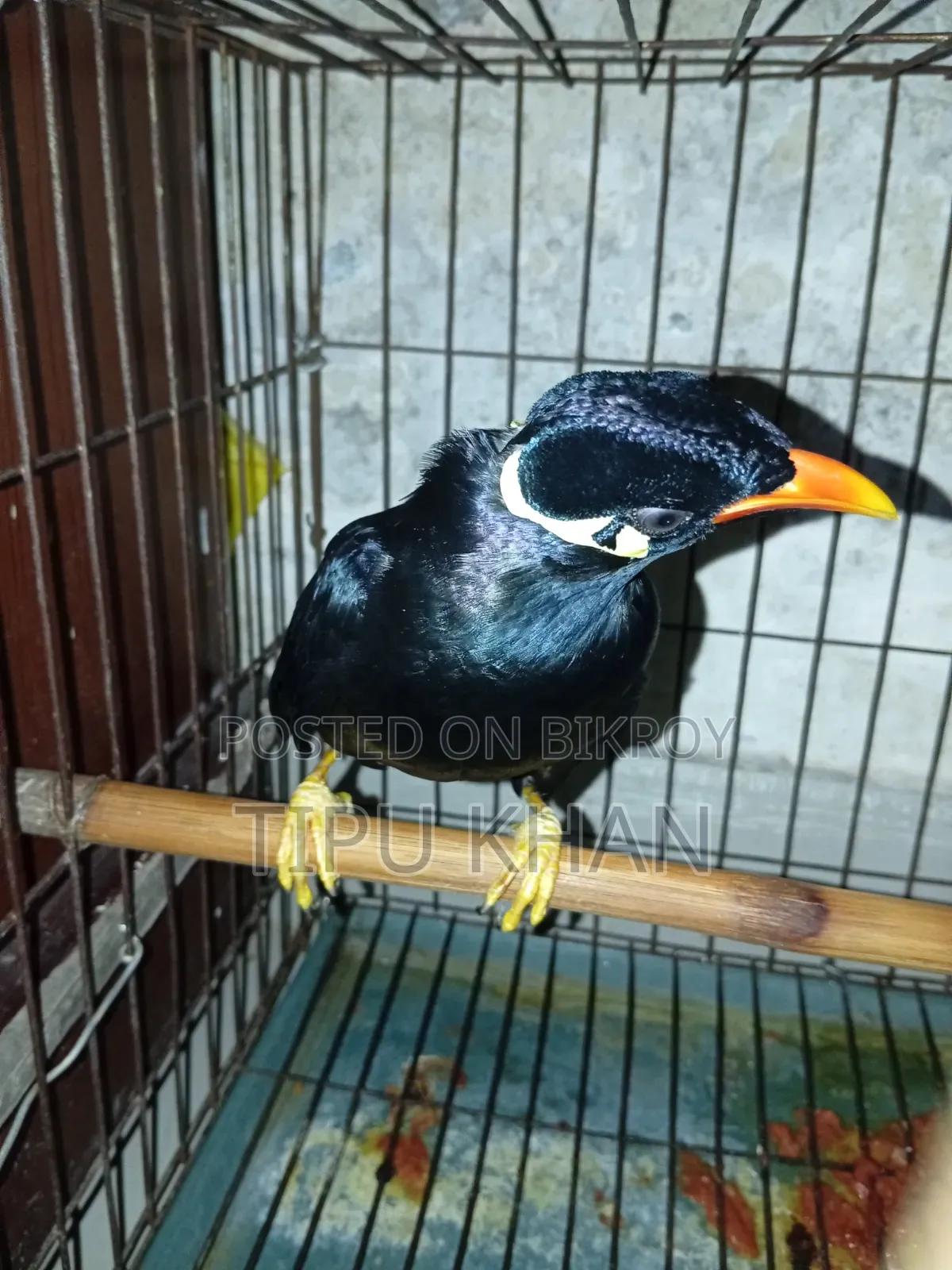 Moyna Pakhi