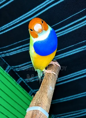 Gouldian Pair