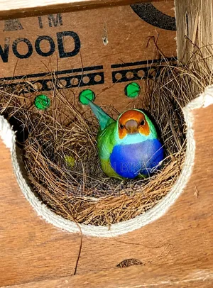 Gouldian Pair