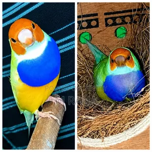 Gouldian Pair