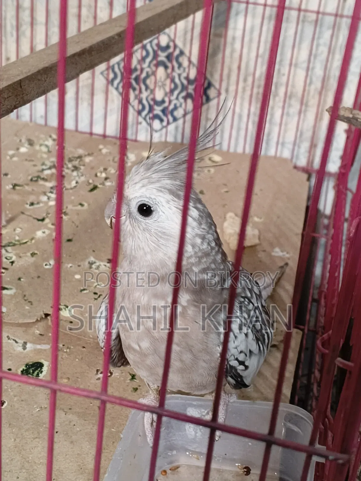 Female 1 Year Age