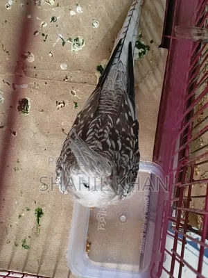 Female 1 Year Age