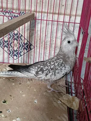 Female 1 Year Age