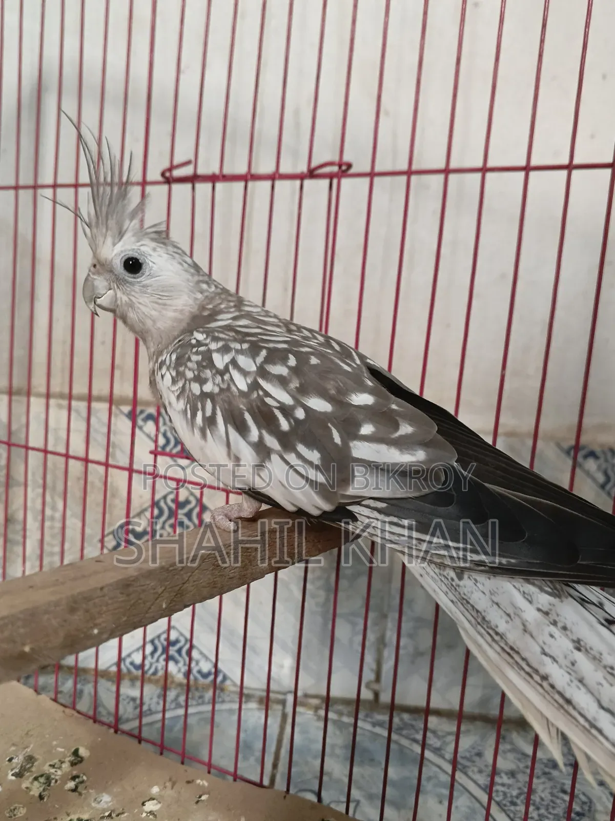 Female 1 Year Age