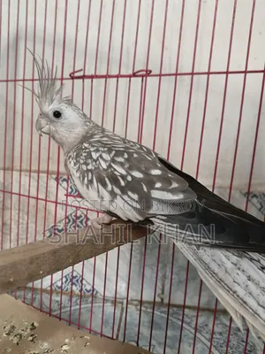 Female 1 Year Age