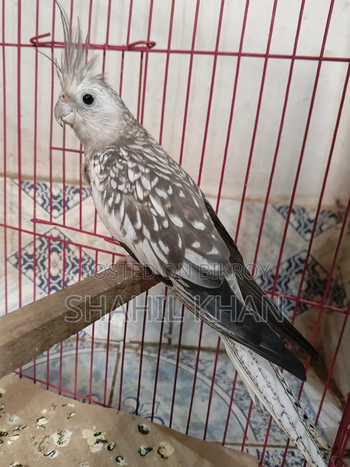 Female 1 Year Age