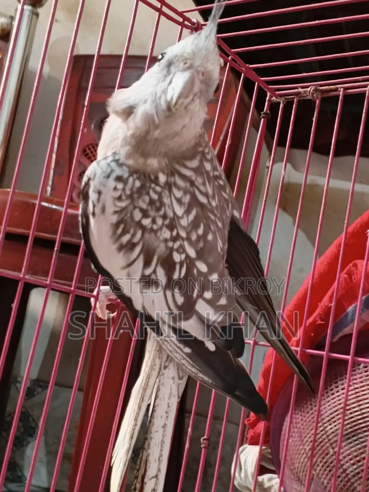 Female 1 Year Age