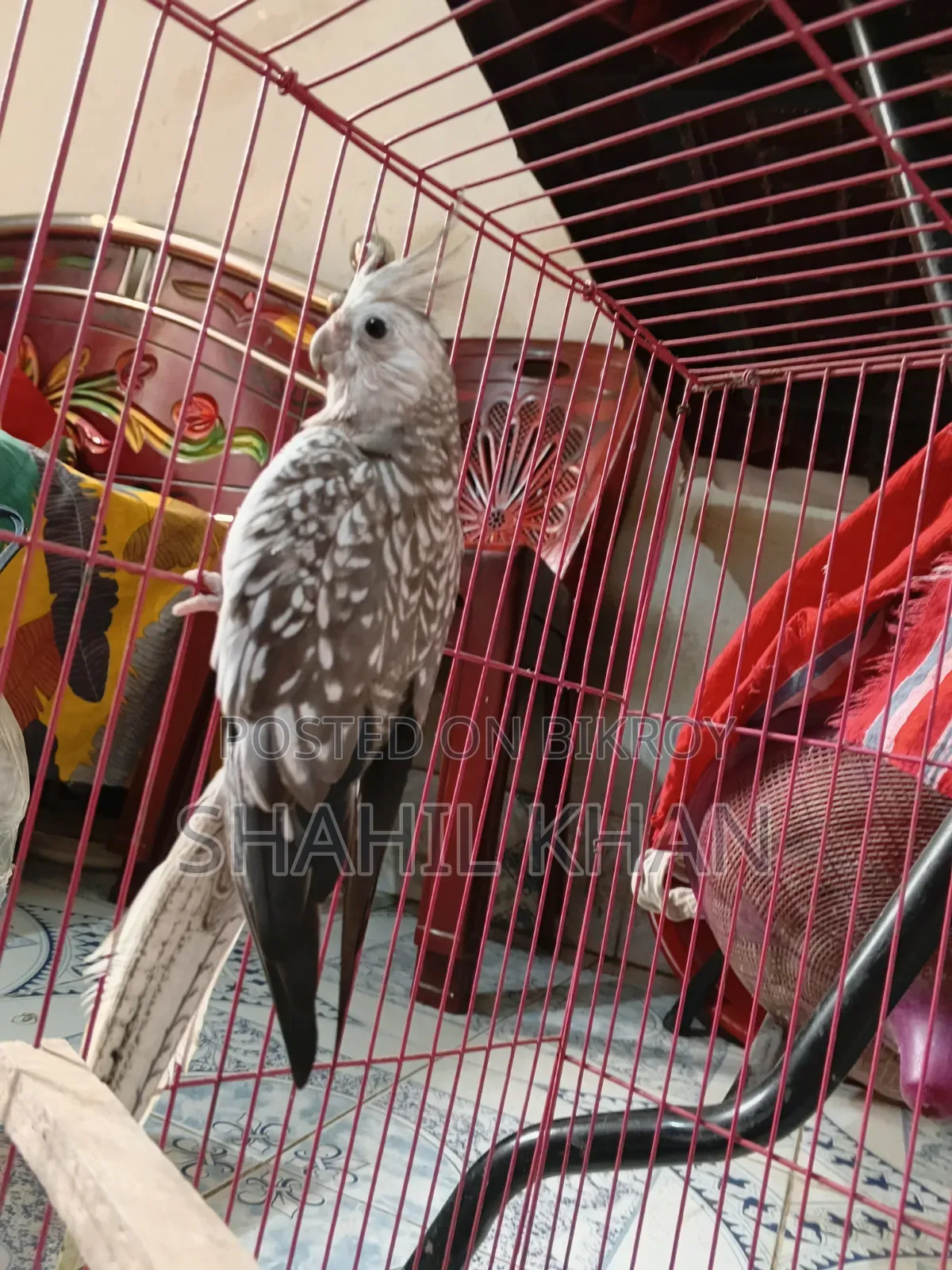 Female 1 Year Age